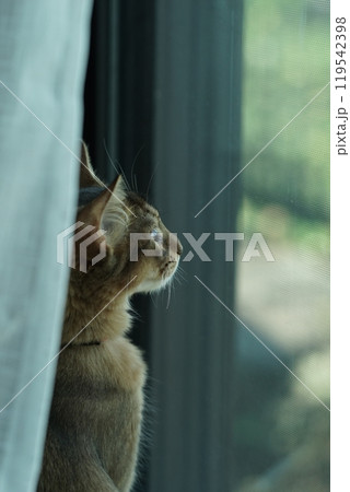 外を見るアビシニアンの子猫 119542398