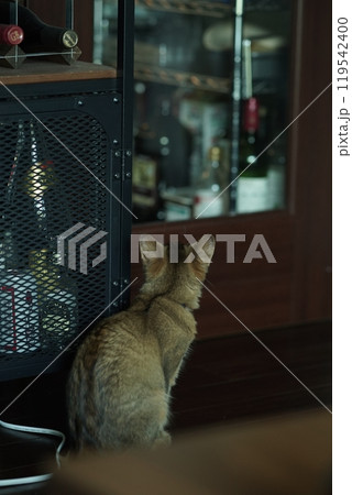 ドアの向こうが気になるアビシニアンの子猫 119542400