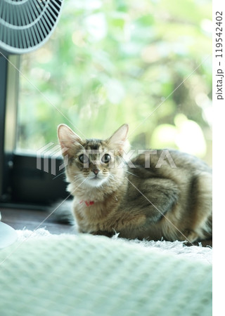 夏っぽいアビシニアンの子猫 119542402