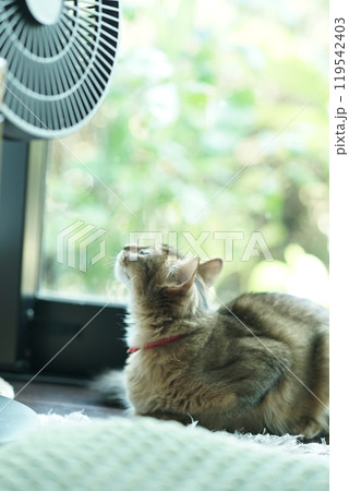 夏っぽいアビシニアンの子猫 夏っぽいアビシニアンの子猫 119542403