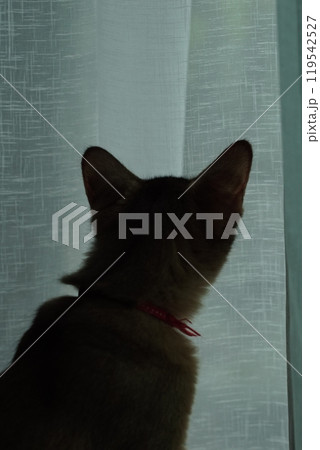 きれいなシルエットのアビシニアンの子猫 119542527