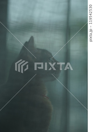 カーテン越しに見える遠くを見つめるアビシニアンの子猫 119542530