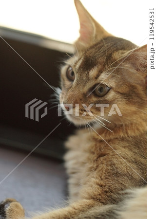 斜に構えるアビシニアンの子猫 斜に構えるアビシニアンの子猫 119542531