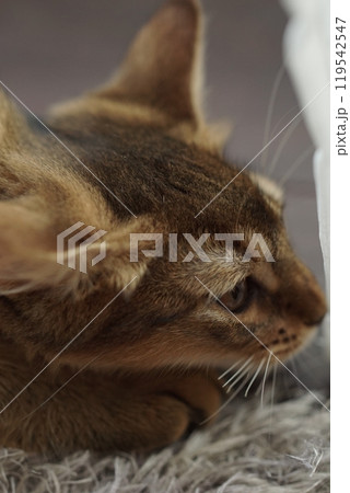 獲物を狙うアビシニアンの子猫 獲物を狙うアビシニアンの子猫 119542547