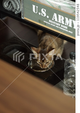 水を飲むアビシニアンの子猫 水を飲むアビシニアンの子猫 119542548