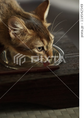 水を飲むアビシニアンの子猫 水を飲むアビシニアンの子猫 119542549
