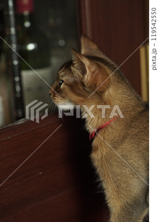 ドアの向こうが気になるアビシニアンの子猫 ドアの向こうが気になるアビシニアンの子猫 119542550