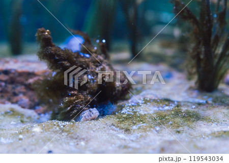 海底に潜む小さな魚 119543034