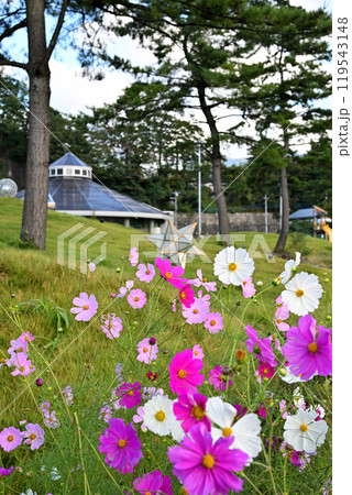 コスモス　道の駅　みなかみ水紀公館付近の風景　　　　 119543148