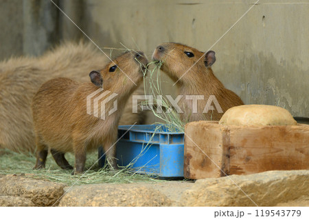 青草を食べるカピバラの兄弟 119543779