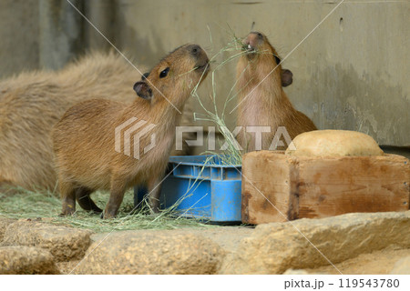 青草を食べるカピバラの兄弟 119543780