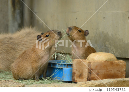 青草を食べるカピバラの兄弟 119543781