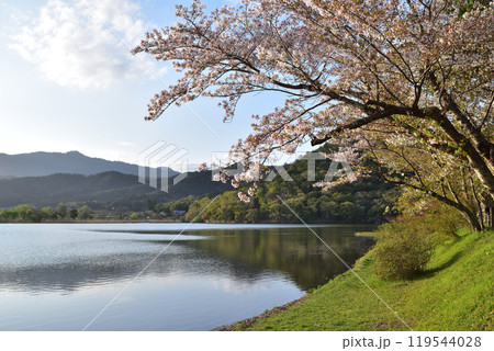 京都・嵯峨野広沢の池の桜風景 119544028