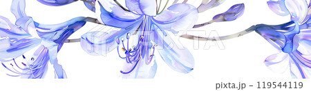 紫が美しいアガパンサスの花 紫が美しいアガパンサスの花 119544119