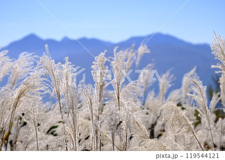 ススキと晴れた山並み 119544121