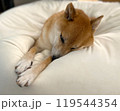 眠る柴犬 119544354