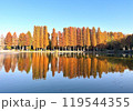 別所沼公園メタセコイア 119544355