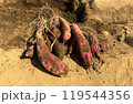 芋掘り 119544356