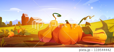 Pumpkin field with wooden barn 119544442