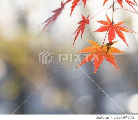 オレンジ色のグラデュエーションがかかった紅葉したもみじの葉 オレンジ色のグラデュエーションがかかった紅葉したもみじの葉 119544572