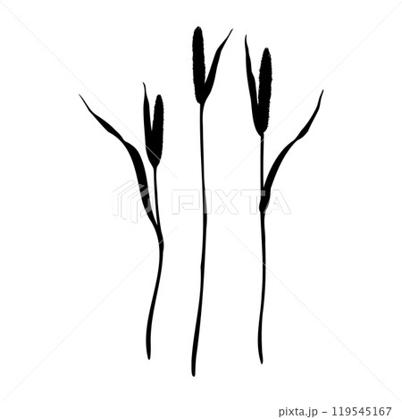 Set of of timothy grass silhouettes. Hand drawn vector illustration isolated on white background. Sketch in line art style painted by black inks For clip art banner cards 119545167