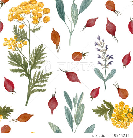 Sage, blue tansy, rose hip seamless pattern isolated on white. Hand painted in watercolor. Herbal shop art for packages of an essential oil, herbal teas, infusions, wallpaper, wrapping paper, textile Sage, blue tansy, rose hip seamless pattern isolated on white. Hand painted in watercolor. Herbal shop art for packages of an essential oil, herbal teas, infusions, wallpaper, wrapping paper, textile 119545236