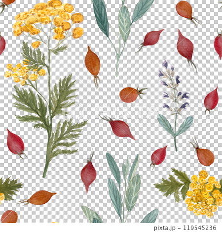 Sage, blue tansy, rose hip seamless pattern isolated on white. Hand painted in watercolor. Herbal shop art for packages of an essential oil, herbal teas, infusions, wallpaper, wrapping paper, textile Sage, blue tansy, rose hip seamless pattern isolated on white. Hand painted in watercolor. Herbal shop art for packages of an essential oil, herbal teas, infusions, wallpaper, wrapping paper, textile 119545236