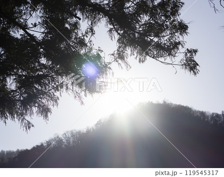 森に差し込む日差し 119545317
