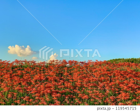 夕陽に映える満開の彼岸花と秋晴れの青空に浮かぶ綿雲と権現山〈矢勝川堤/愛知県半田市〉 夕陽に映える満開の彼岸花と秋晴れの青空に浮かぶ綿雲と権現山〈矢勝川堤/愛知県半田市〉 119545715