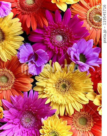 10月の花手水(ガーベラとデイジーのクローズアップ)〈菅生神社/愛知県岡崎市〉 119545716