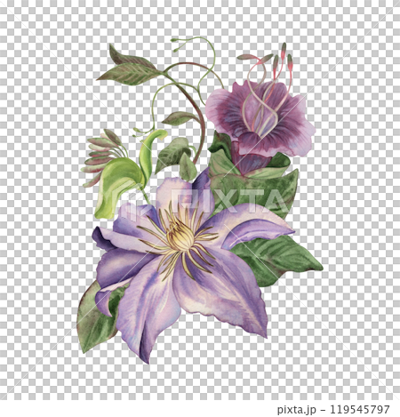 Flower arrangement of garden climbing plants. A bouquet of crematis, cobaea, ivy, green leaves, vines and buds is hand-painted with watercolors in lilac, purple, pink shades, in a botanical style 119545797