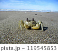 砂浜のスナガニ 砂浜のスナガニ 119545853