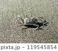 砂浜のスナガニ 砂浜のスナガニ 119545854