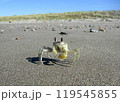砂浜のスナガニ 砂浜のスナガニ 119545855