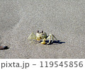 砂浜のスナガニ 砂浜のスナガニ 119545856
