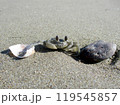 砂浜のスナガニ 砂浜のスナガニ 119545857