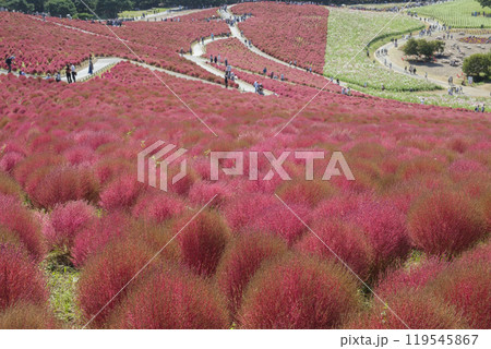国営ひたちなか市海浜公園見晴の丘のコキア 国営ひたちなか市海浜公園見晴の丘のコキア 119545867