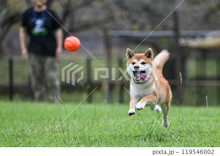 ドッグランで走る柴犬 119546002