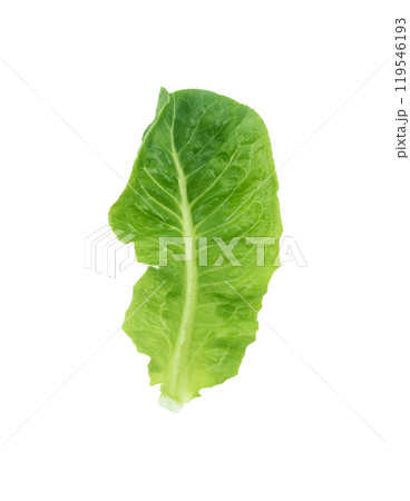 Cos Lettuce on white background 119546193