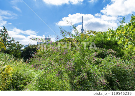 都立庭園　向島百花園　初秋　萩の風景　国指定名勝 119546239