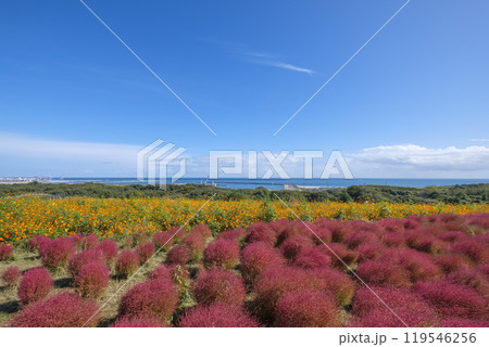 国営ひたちなか市海浜公園見晴の丘のコキア 119546256