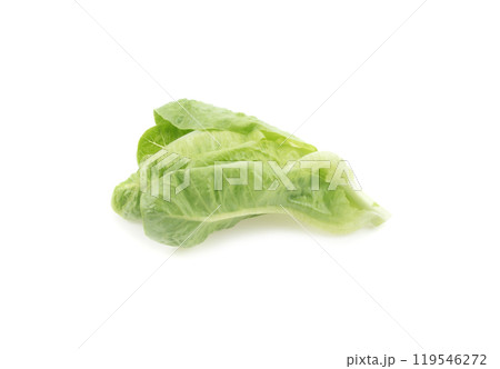 Cos Lettuce on white background 119546272