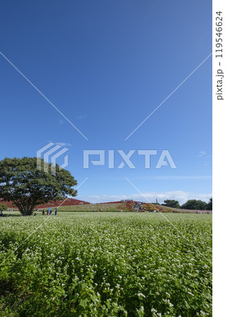 国営ひたちなか市海浜公園見晴の丘のコキアとコスモスと蕎麦の花畑 119546624