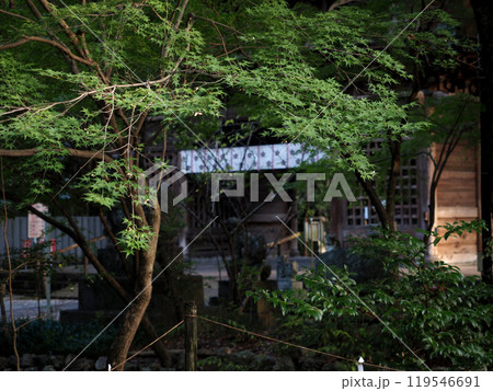 楼門近くの川辺のモミジの枝（秋の潮江天満宮の翼をつけた青もみじ） 119546691