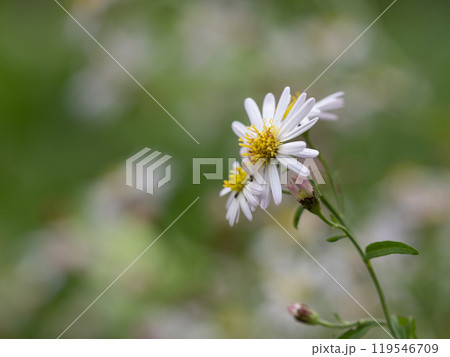初秋の原に咲く白いノコンギク 119546709