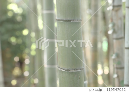 竹の風景 119547032