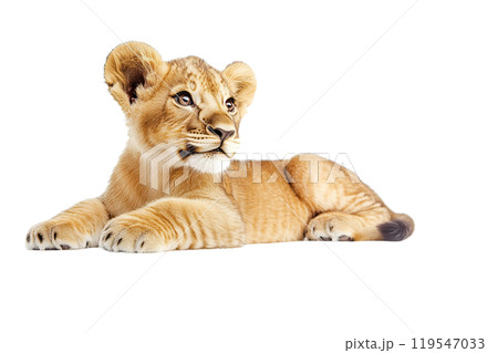 Cute lion cub on a transparent background. AI-generated item Cute lion cub on a transparent background. AI-generated item 119547033