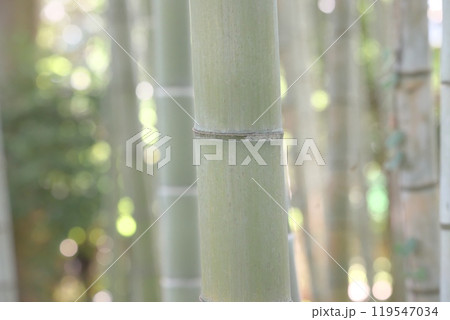 竹の風景 竹の風景 119547034