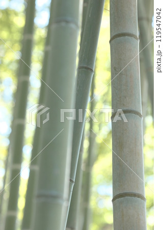 竹の風景 竹の風景 119547042