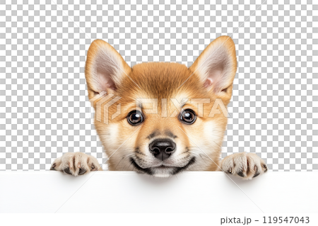 Shiba Inu puppy on transparent background. AI-generated item Shiba Inu puppy on transparent background. AI-generated item 119547043